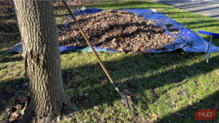 Raking leaves is miserable until you try this one simple trick